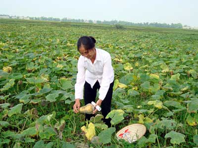 Việt Nam đã chuyển đổi hơn 78.375 ha đất lúa sang trồng rau màu